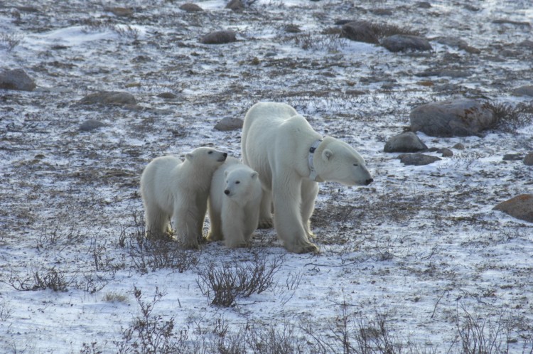 kutup ayıları küresel ısınma nedeniyle daha uzun süre aç kalıyor